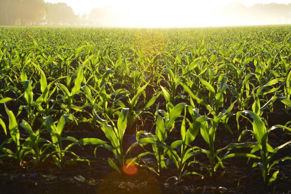 Corn in a field